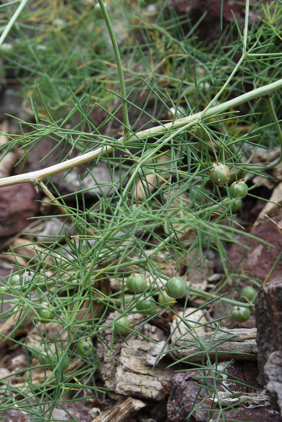 Image of Asparagus persicus specimen.