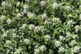 Nasturtium officinale