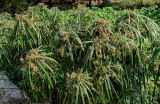 Cyperus involucratus. Верхушки цветущих растений. Египет, мухафаза Каир, г. Каир, пруд, в воде у берега. 08.05.2023.