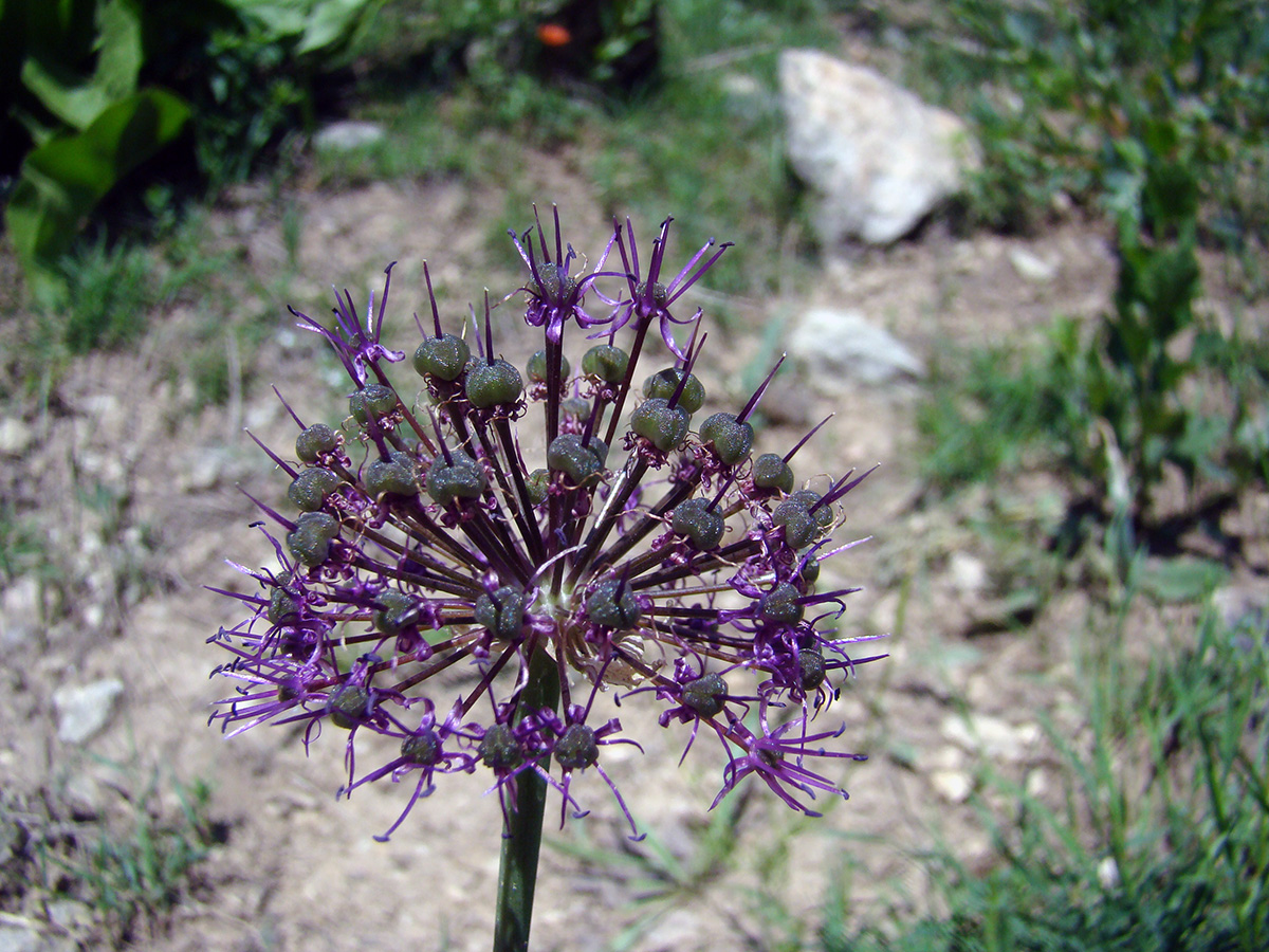 Image of Allium arkitense specimen.