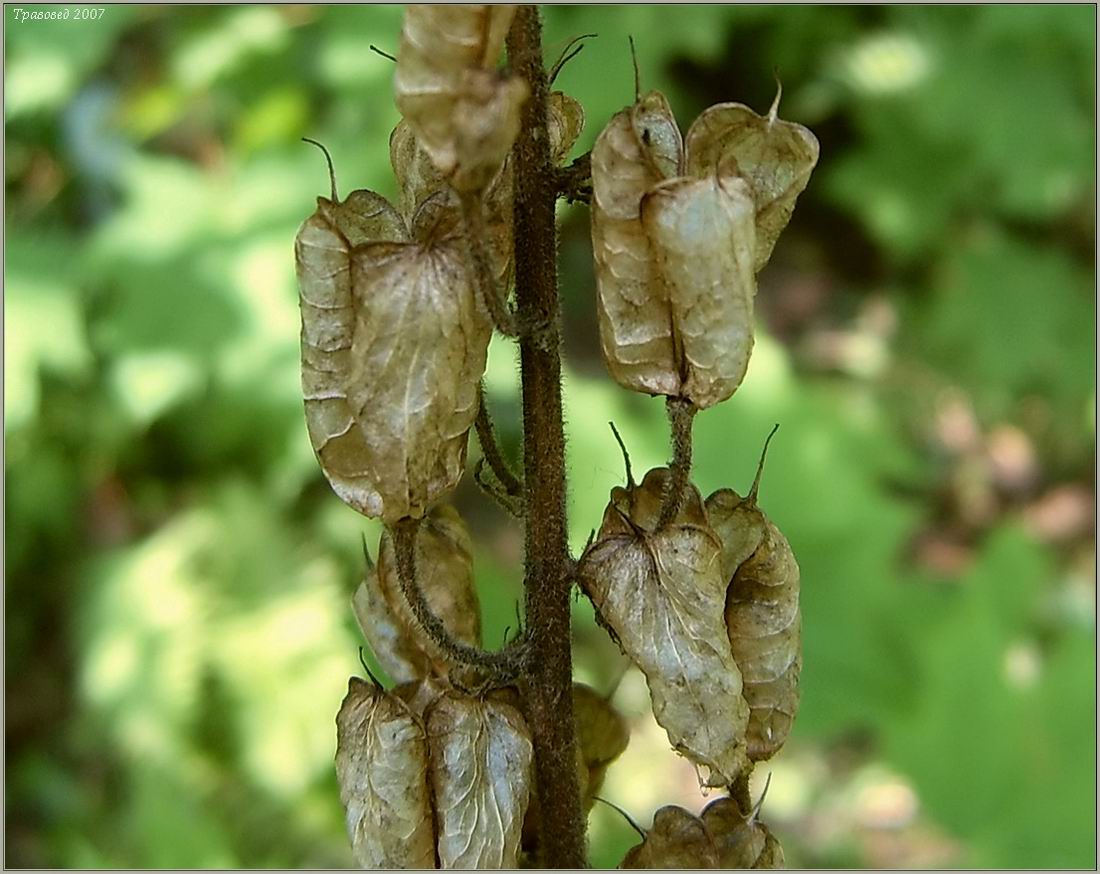 Image of Aconitum septentrionale specimen.