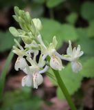 Orchis provincialis. Соцветие. Абхазия, Гагрский р-н, с. Лдзаа, широколиственный лес. 11.04.2024.