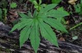 Filipendula palmata