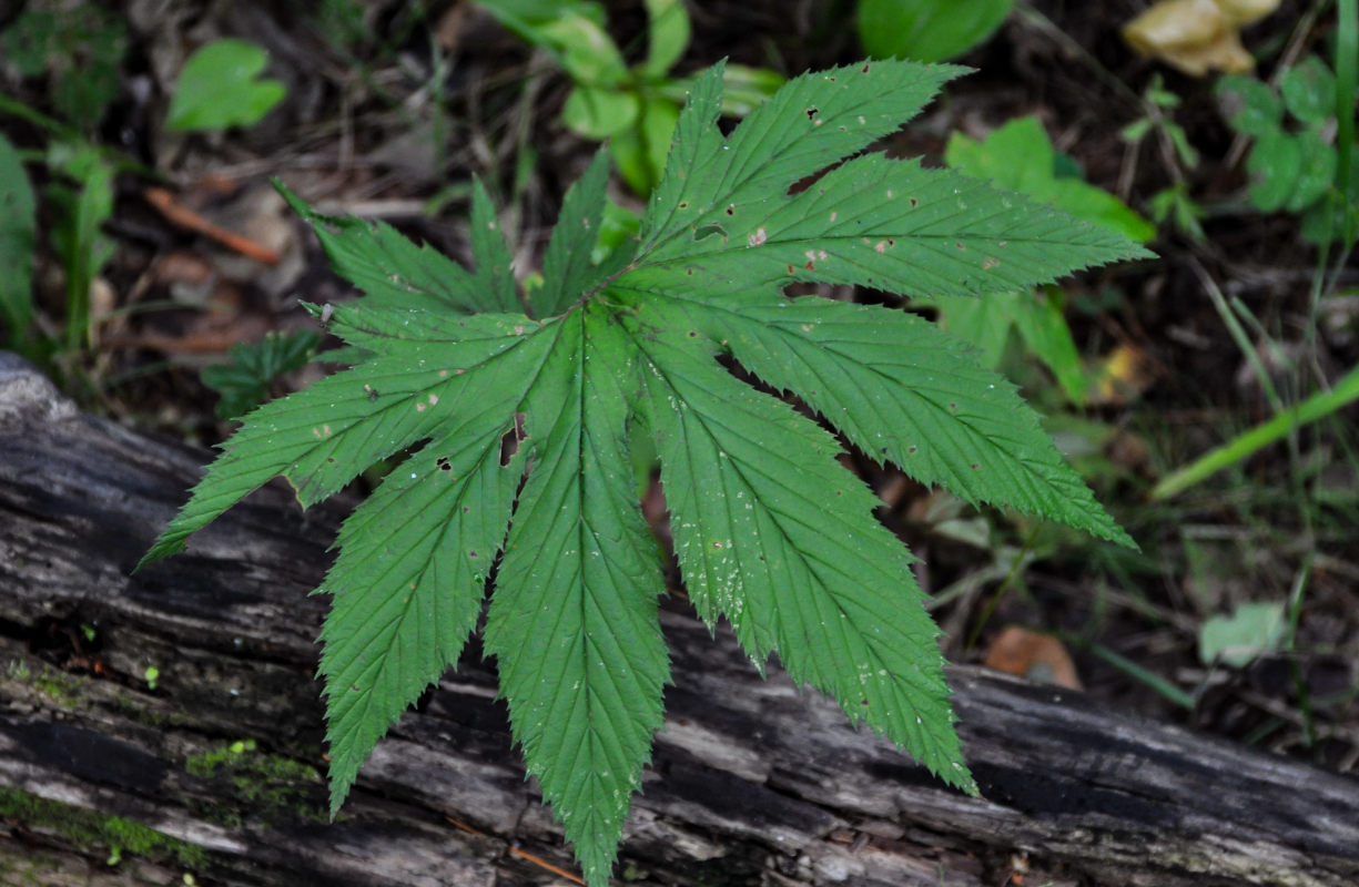 Изображение особи Filipendula palmata.