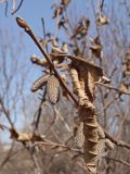 Corylus mandshurica. Верхушка покоящейся ветви с нераспустившимися мужскими соцветиями и прошлогодним листом. Хабаровский край, окр. г. Комсомольск-на-Амуре, опушка смешанного леса. 14.04.2024.