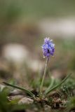 Pseudomuscari coeruleum. Цветущее растение в каплях тумана. Краснодарский край, Апшеронский р-н, Лагонакский хр., ≈ 1750 м н.у.м., каменистый субальпийский луг. 30.04.2024.