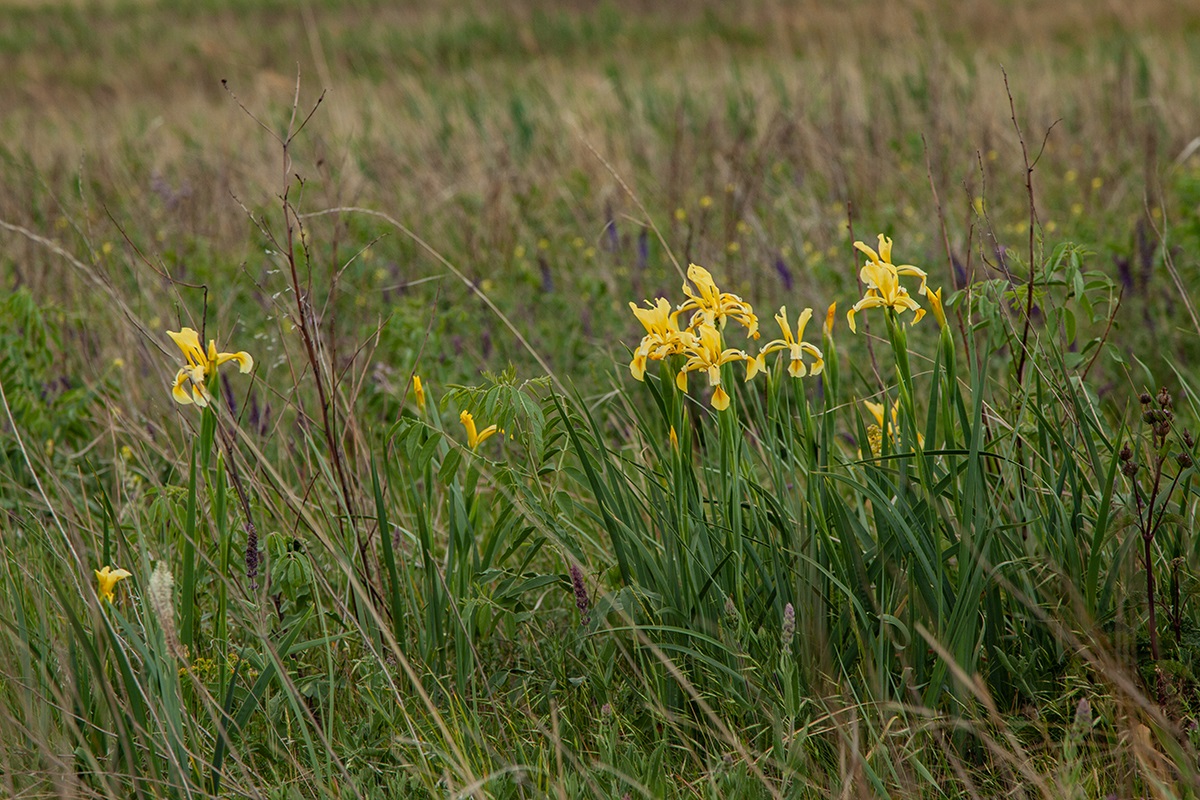 Image of Iris halophila specimen.