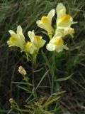 Linaria vulgaris. Верхушка цветущего растения. Смоленская обл., Смоленский р-н, окр. пос. Каспля, сухой луг. 11.08.2009.