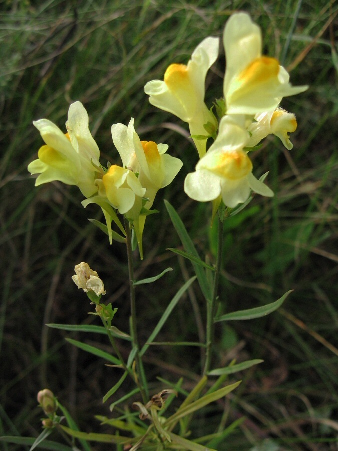 Image of Linaria vulgaris specimen.