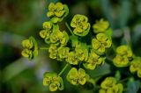 Euphorbia iberica