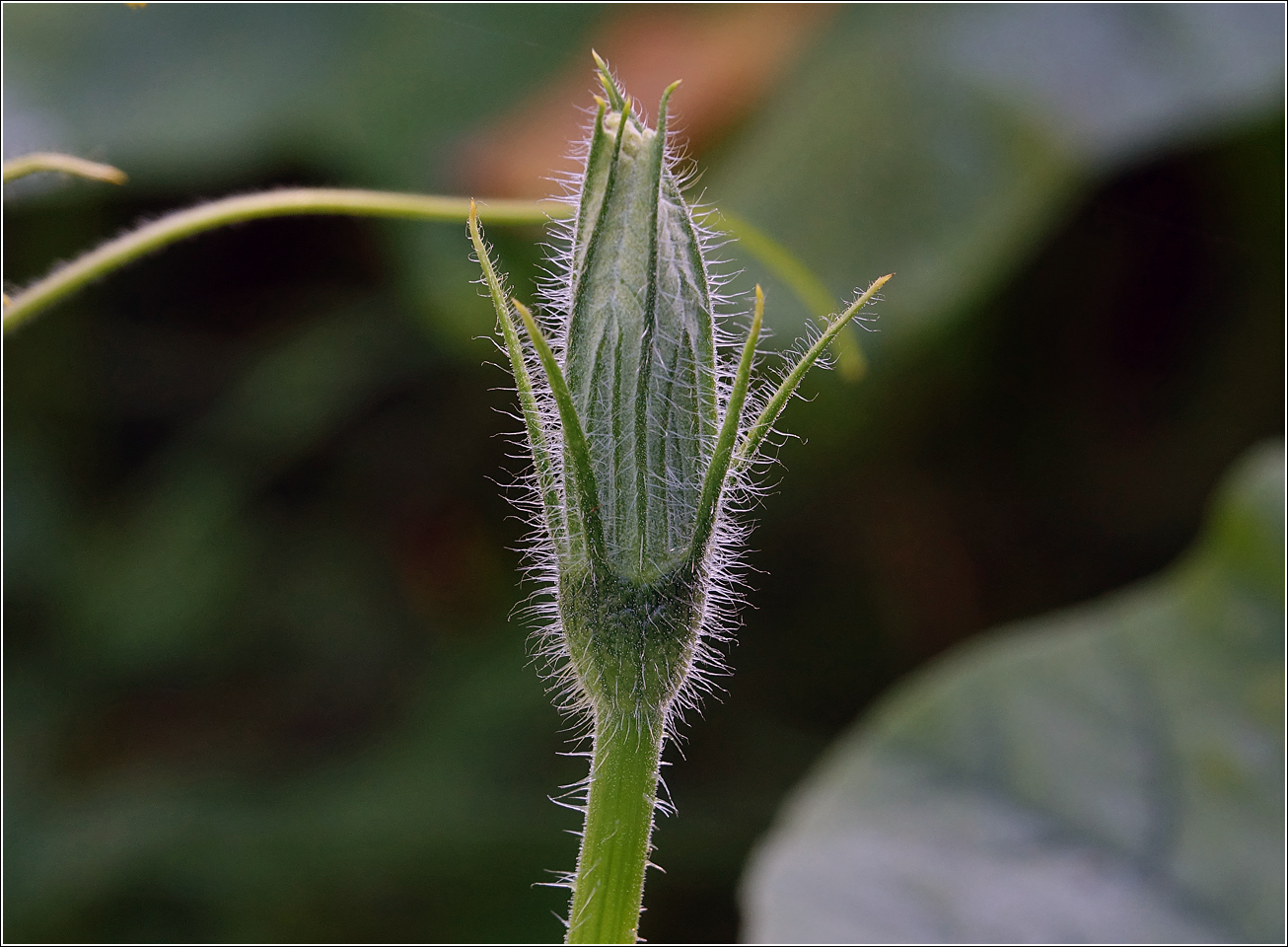 Image of Cucurbita pepo specimen.