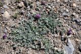 Oxytropis tianschanica. Цветущее растение. Таджикистан, Горно-Бадахшанская автономная обл., Мургабский р-н, Аличурская дол., выс. ≈ 3800 м н.у.м., каменистый участок поймы реки. 4 июля 2024 г.
