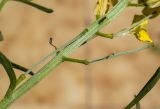 Erysimum ruscinonense. Часть соцветия с завязями. Испания, Каталония, пров. Жирона, комарка Рипольес, муниципалитет Сеткасес, окр. курорта \"Вальтер 2000\", ≈1900 м н.у.м., крутой склон юго-западной экспозиции, прогалина в сосновом (Pinus uncinata) лесу. 23.06.2024.