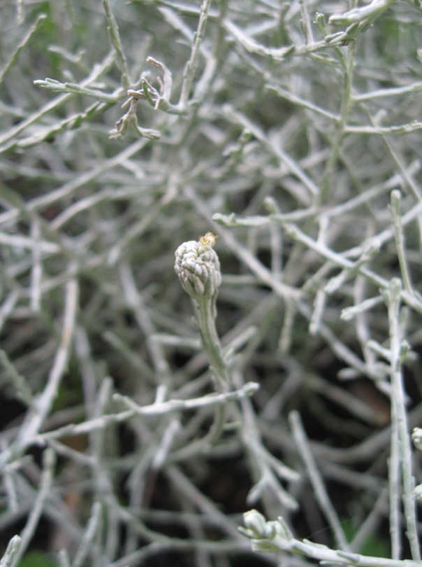 Image of Leucophyta brownii specimen.