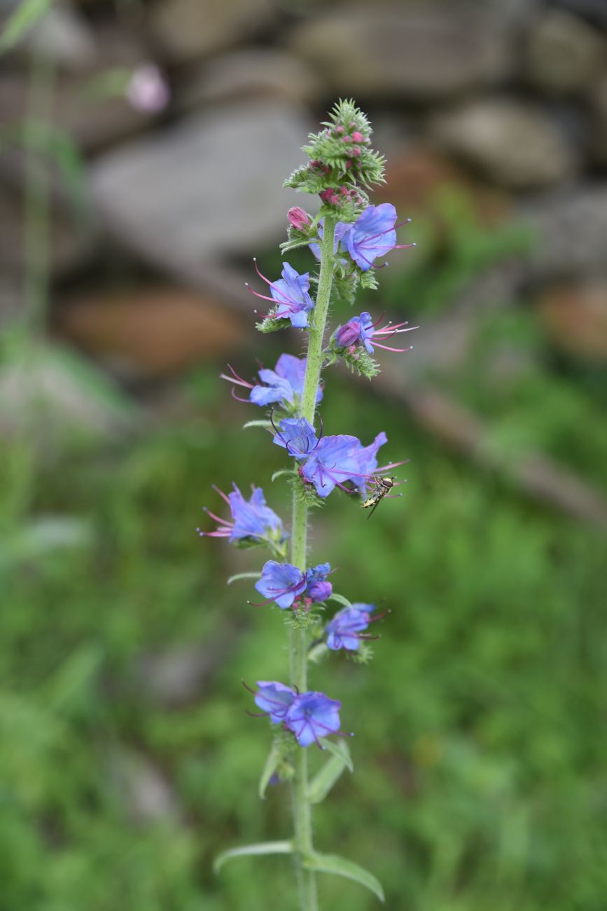 Image of Echium vulgare specimen.