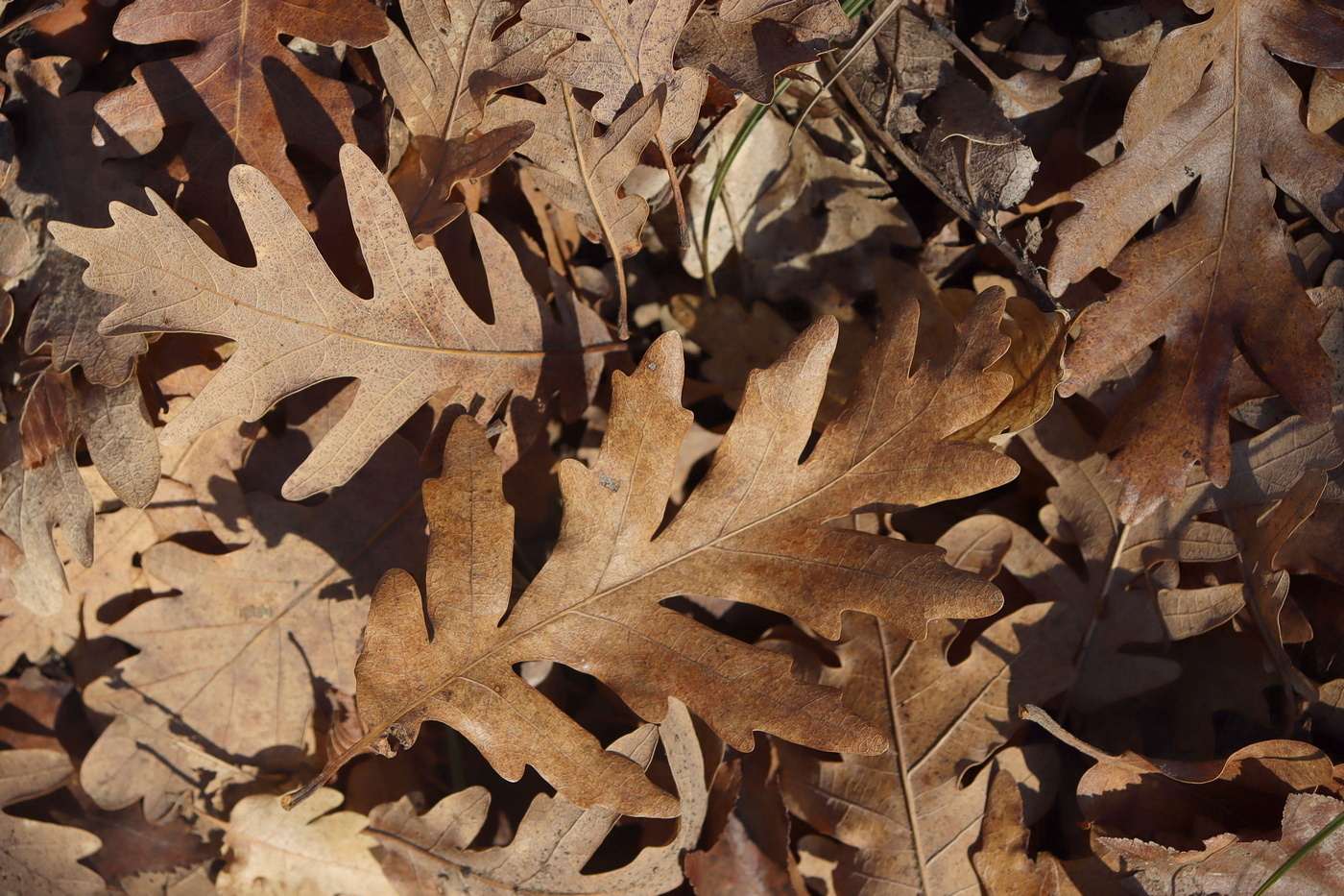 Image of Quercus calcarea specimen.