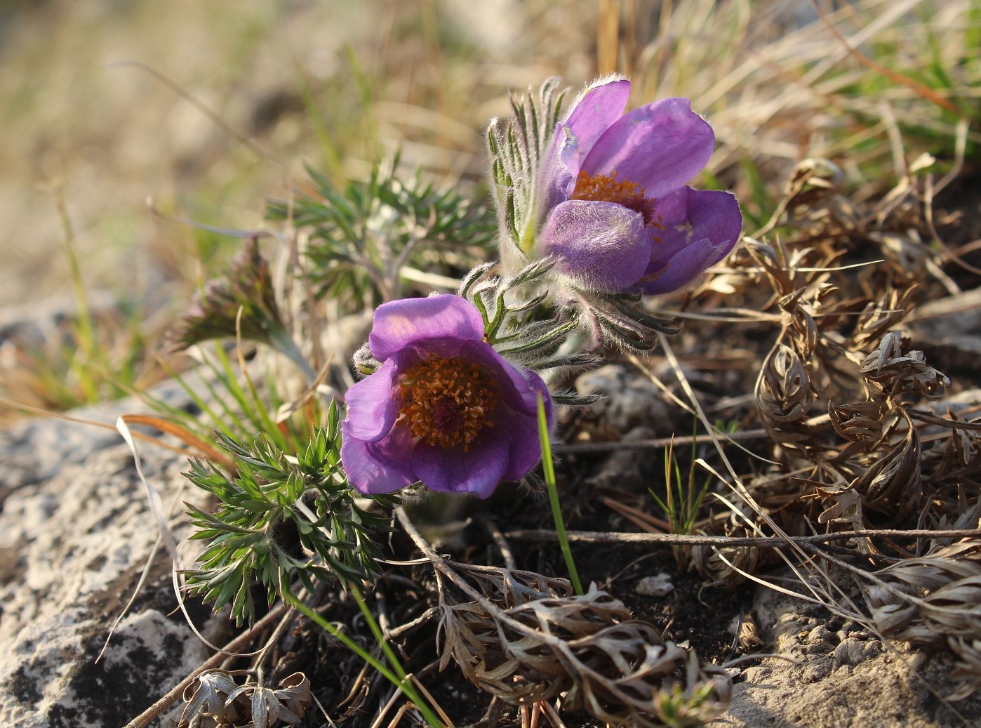 Image of Pulsatilla turczaninovii specimen.