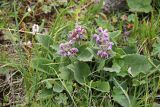 Phlomoides oreophila