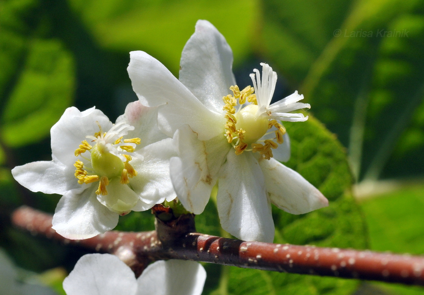 Изображение особи Actinidia kolomikta.