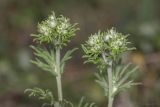 род Potentilla