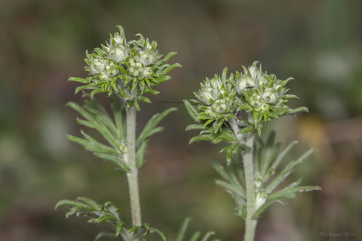 Изображение особи род Potentilla.