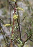 Salix eleagnos