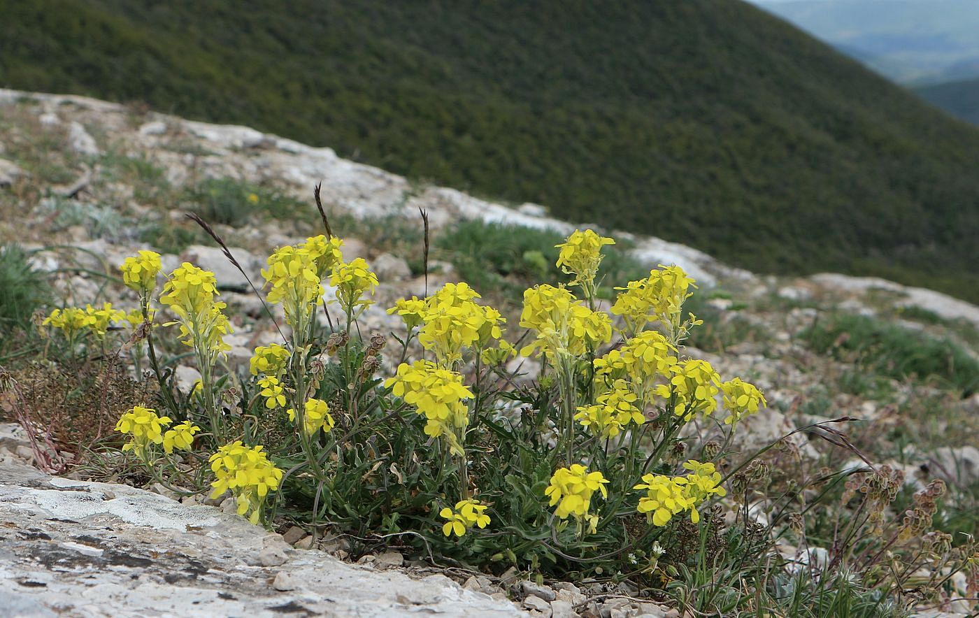Image of Erysimum cuspidatum specimen.