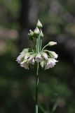 Nectaroscordum bulgaricum. Соцветие. Крым, Севастополь, Ай-Петринская яйла, лиственный лес. 08.06.2025.