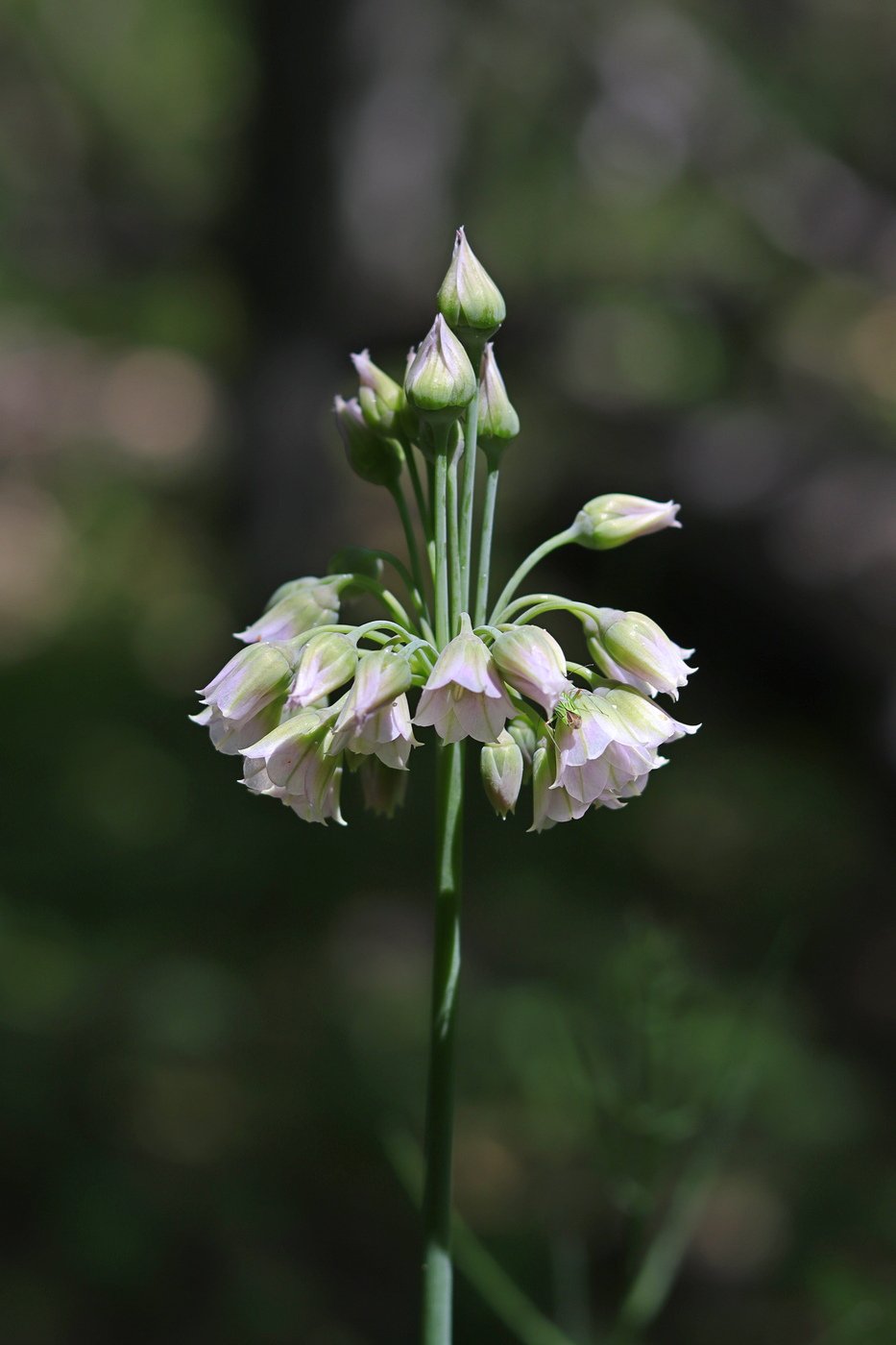 Изображение особи Nectaroscordum bulgaricum.