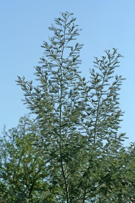 Изображение особи Acacia dealbata.