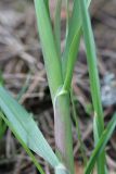 Dactylis glomerata