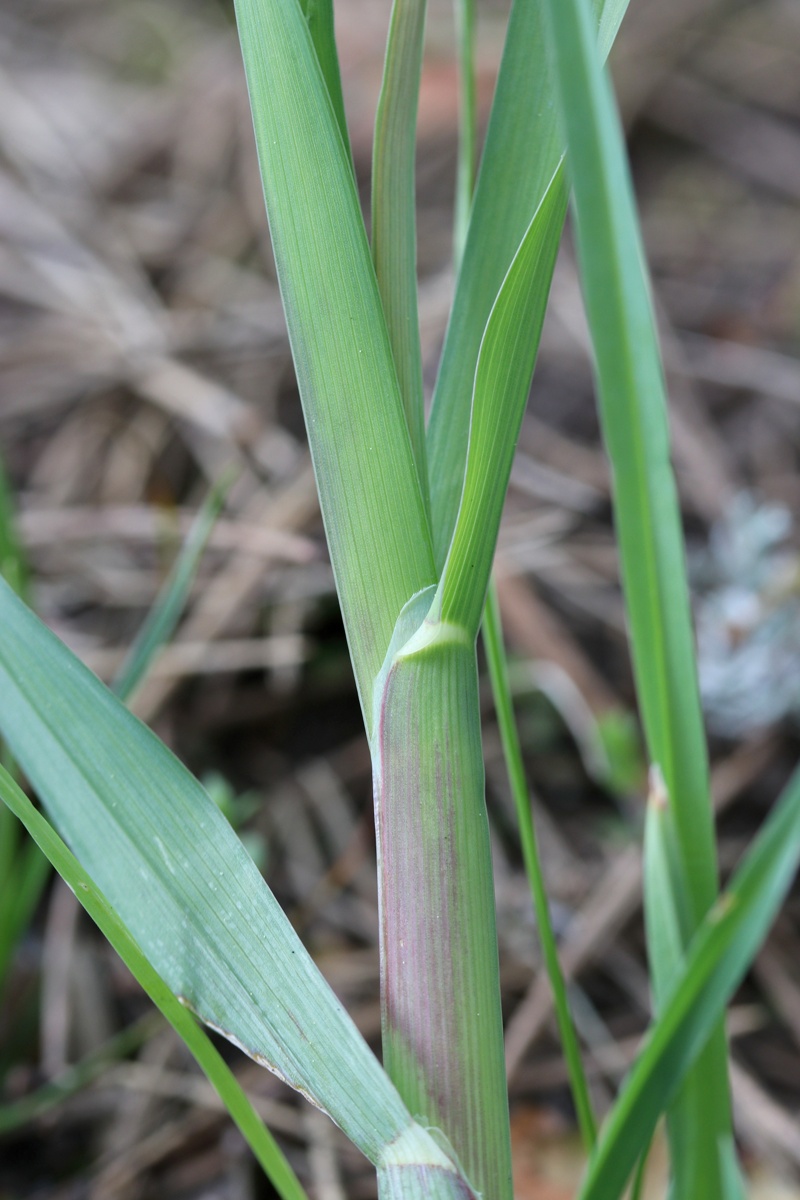 Image of Dactylis glomerata specimen.