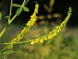 Melilotus officinalis
