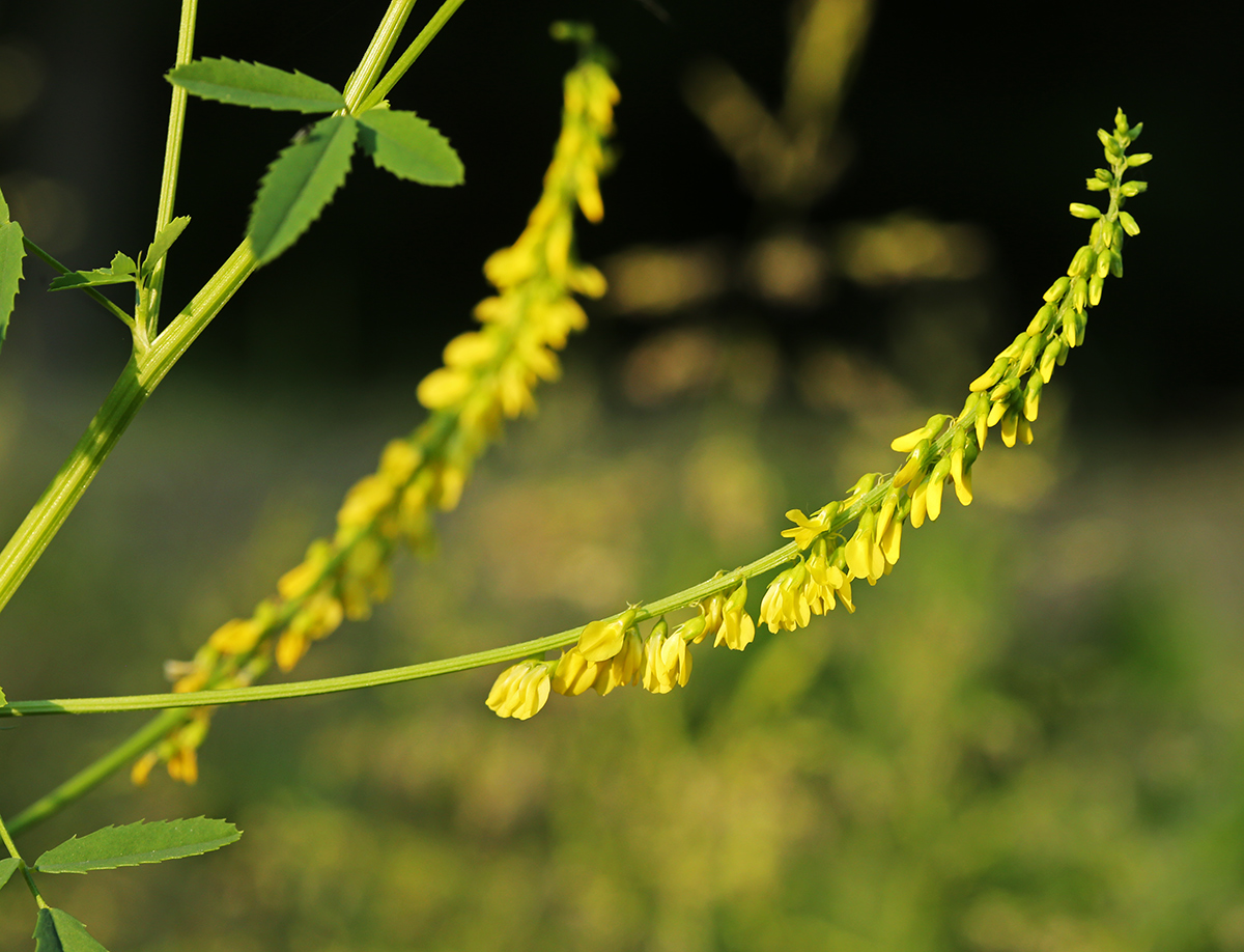 Image of Melilotus officinalis specimen.