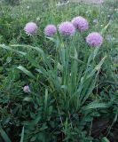 View full-size image Allium platyspathum