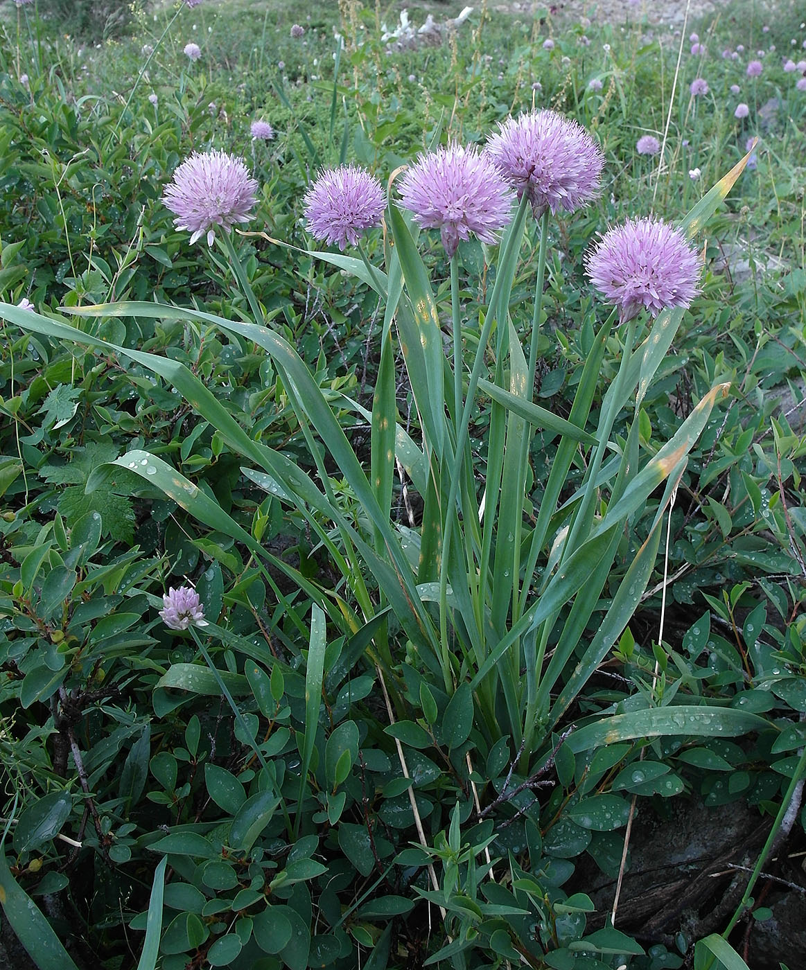 Image of Allium platyspathum specimen.