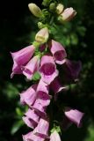 Digitalis purpurea. Цветущие и распускающиеся цветки. Санкт-Петербург, Кировский р-н, двор жилого дома, в тенистом палисаднике. 12.07.2025.