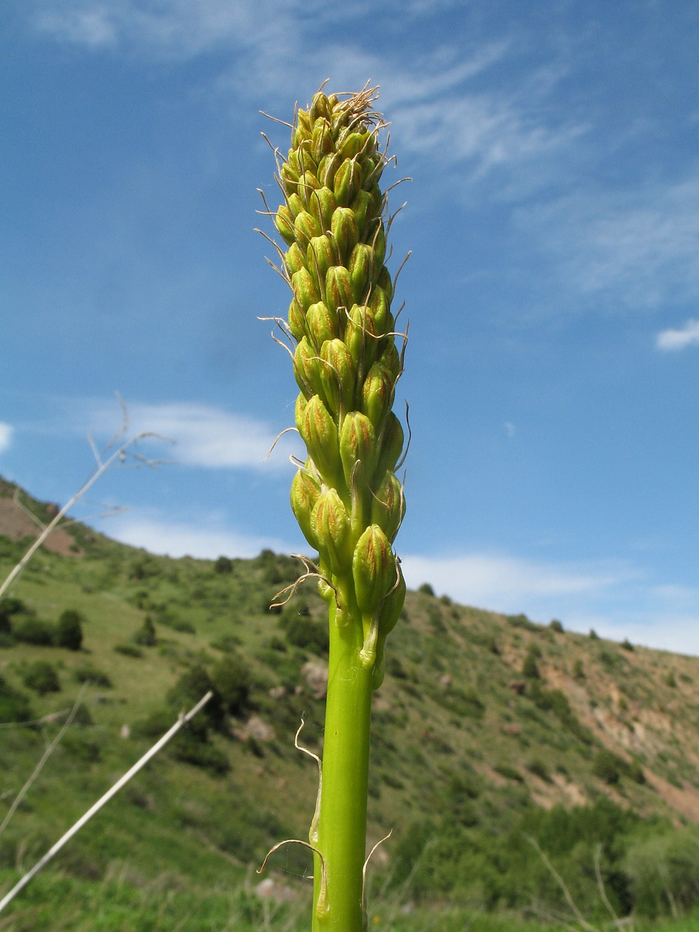 Image of Eremurus fuscus specimen.