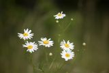 Tripleurospermum inodorum