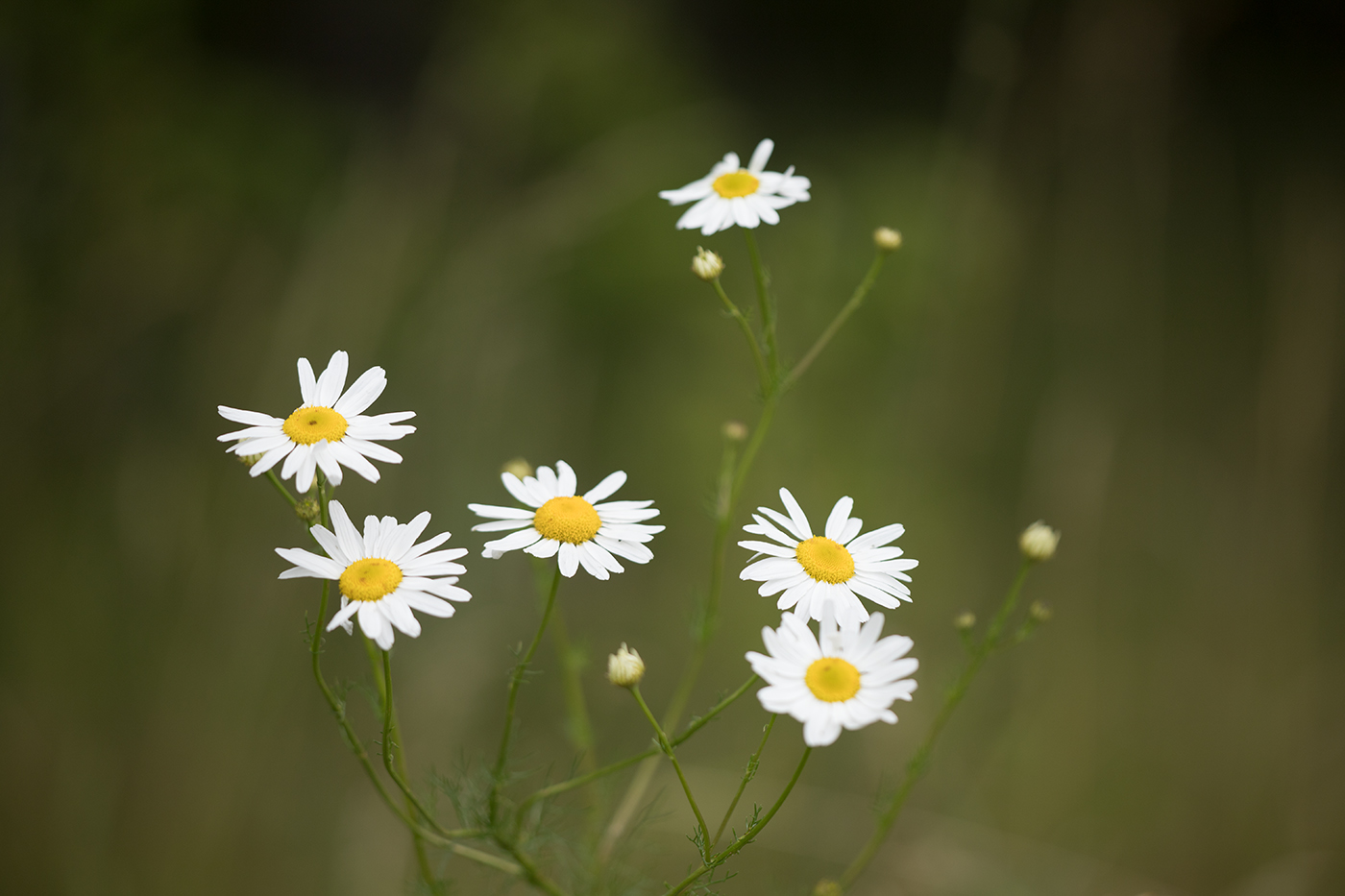 Изображение особи Tripleurospermum inodorum.