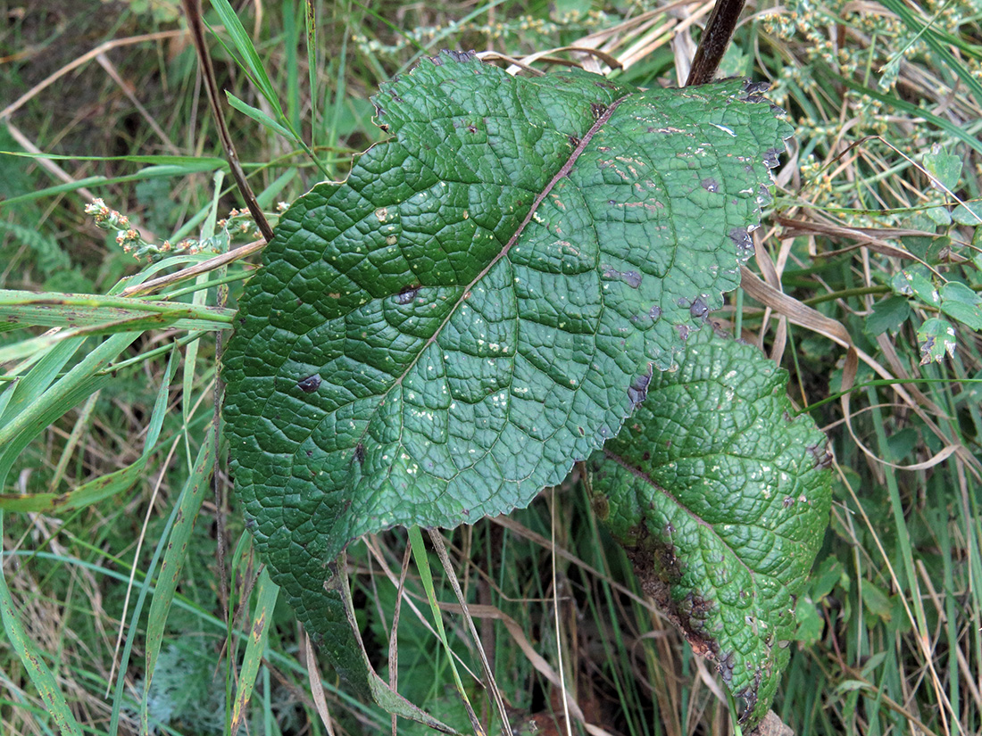 Image of Verbascum nigrum specimen.