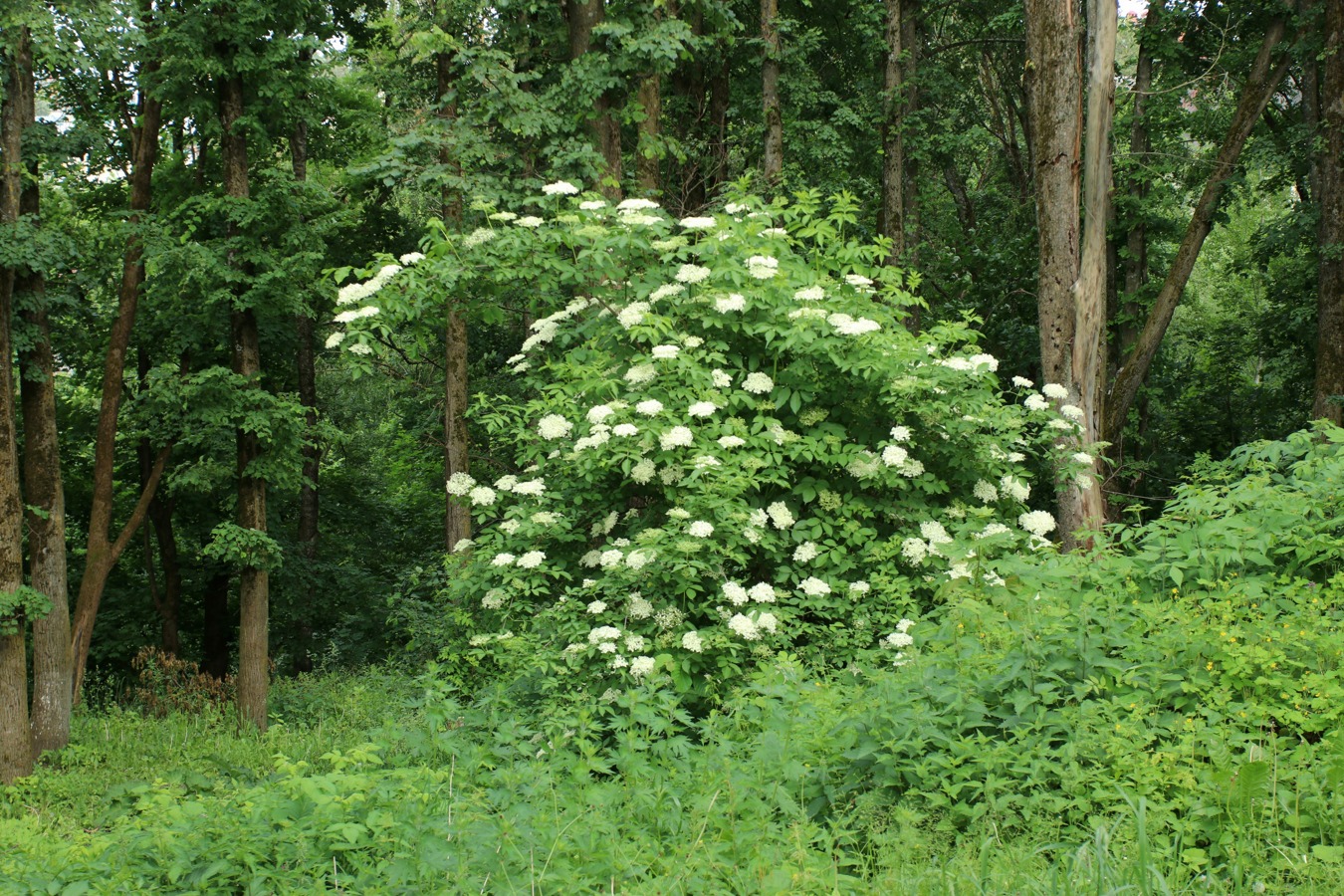 Image of Sambucus racemosa specimen.