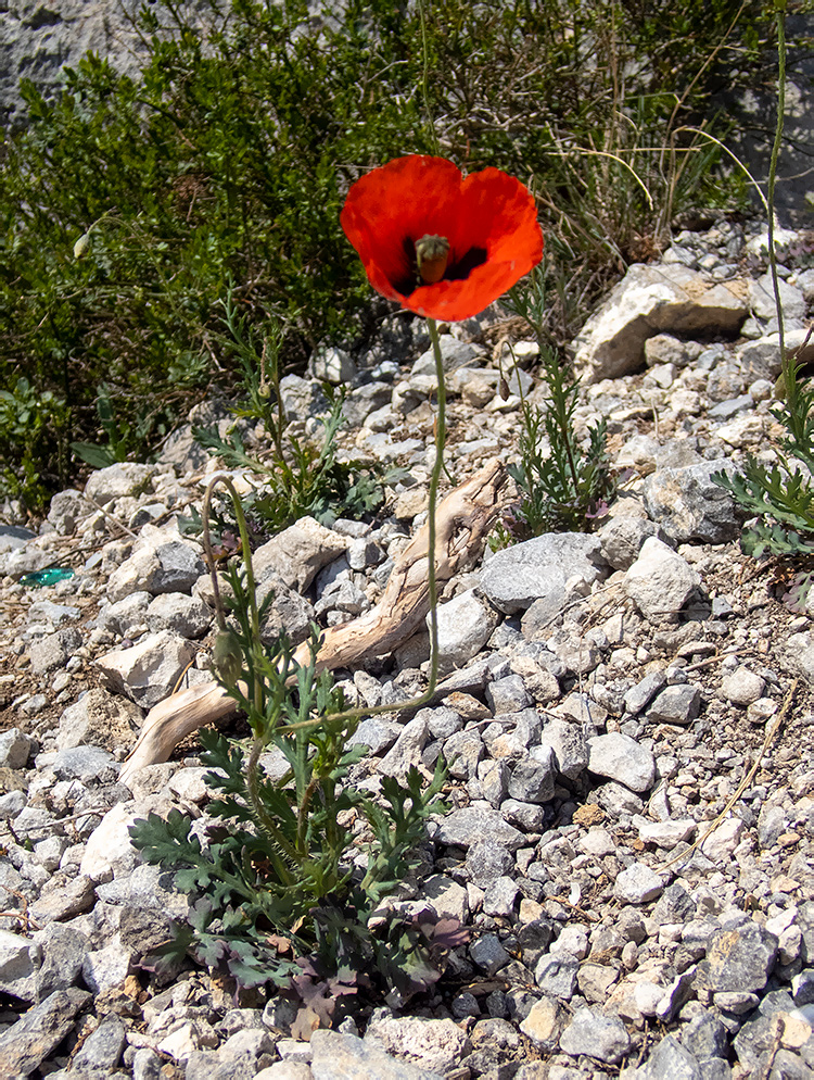 Изображение особи Papaver laevigatum.