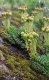 Phyllodoce aleutica