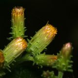 Inula conyza. Соцветия. Республика Абхазия, окр. г. Новый Афон. 28.08.2009.