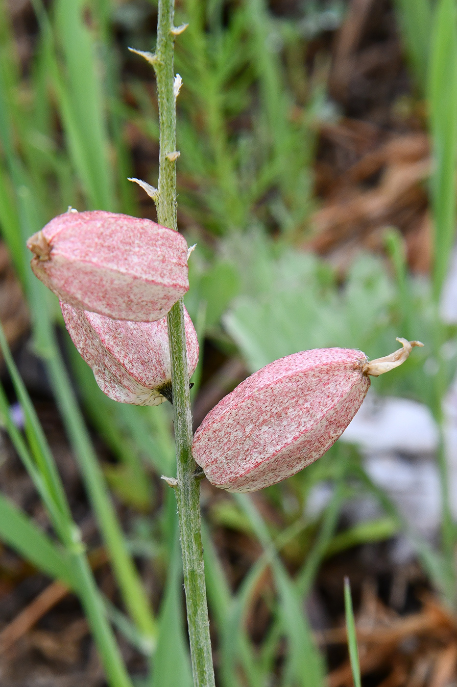 Image of Astragalus heterotrichus specimen.