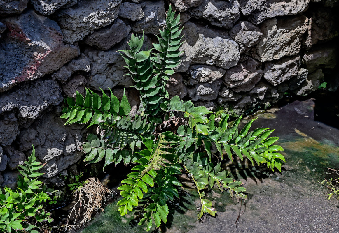 Изображение особи Cyrtomium falcatum.