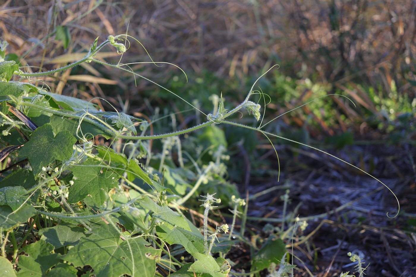 Image of Bryonia dioica specimen.