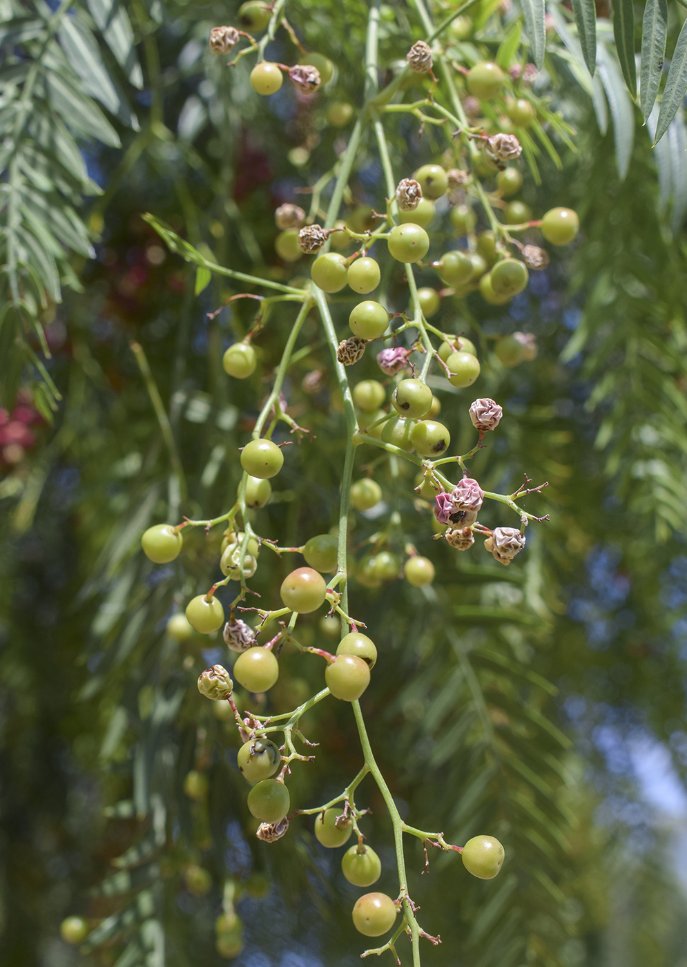 Image of Schinus molle specimen.