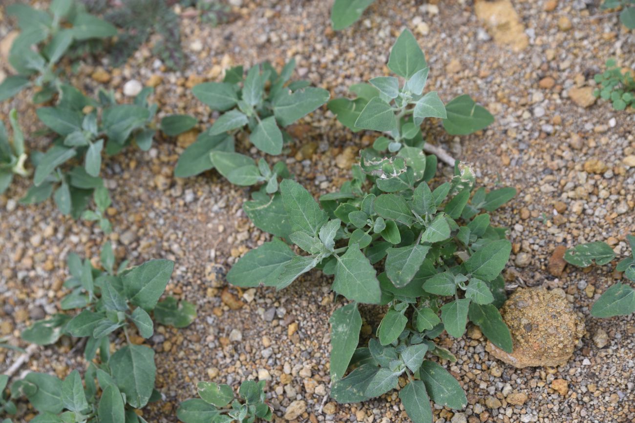 Изображение особи семейство Chenopodiaceae.